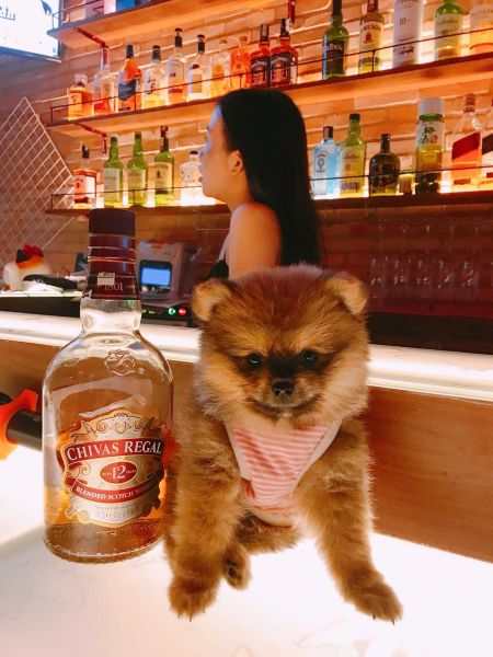 File:Hikari bar HCMC 星灯2.jpg