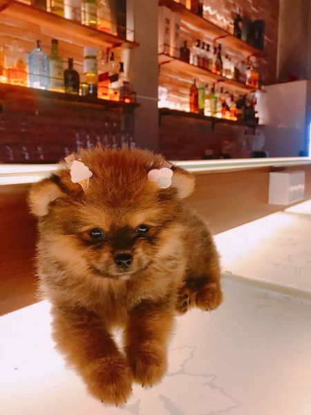 File:Hikari bar HCMC 星灯4.jpg